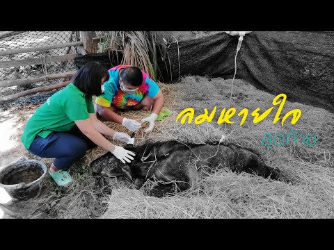 เลียงผาพลัดหลงตาบอด-สู้ไม่ไหว- เลียงผาพลัดหลงตาบอด-สู้ไม่ไหว-