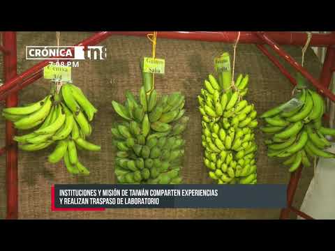Nicaragua desarrolla el Cuarto Congreso Nacional del Cultivo de Plátano