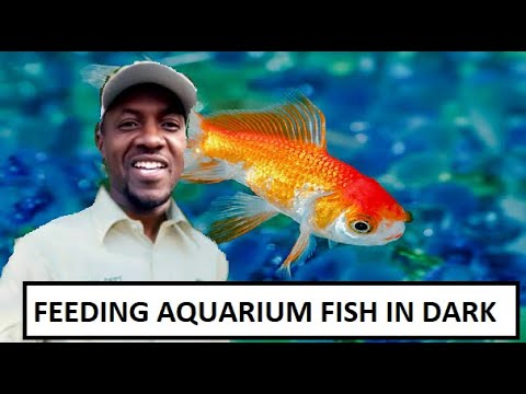 WILL FISH EAT FOOD FED TO THEM AT NIGHT | AQUARIUM FEEDING FISH IN THE DARK

Fish, as most aquarium hobbyists know, love to eat! They’ll often eat th