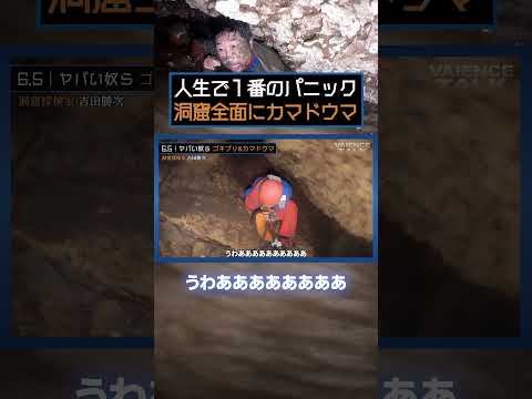 洞窟全面に張り付く数千匹のカマドウマに遭遇