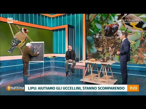 La scomparsa degli uccellini - Unomattina -15/02/2024