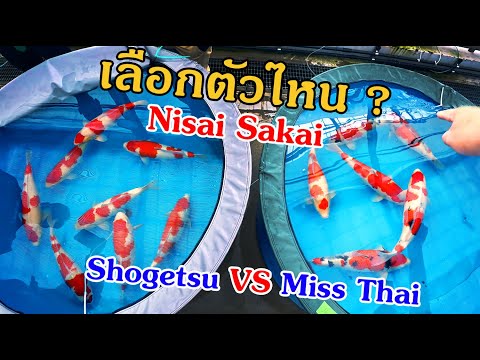 เลือกลูกปลาสายดังShogetsuVS