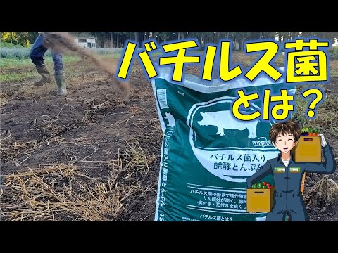 【バチルス菌】昨年、今年と使って、連作障害には効果が出ている気がする。