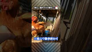 年に一回のブドウ収穫祭のおこぼれを楽しむニワトリたち #Shorts