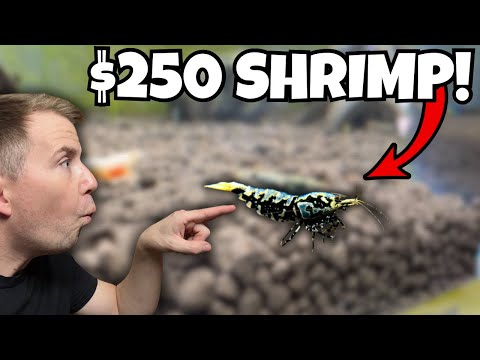 THIS STORE HAS THE MOST EXPENSIVE & RAREST SHRIMP! In this video, I check out Shrimp Fever! This store specializes in the some of the rarest and most e