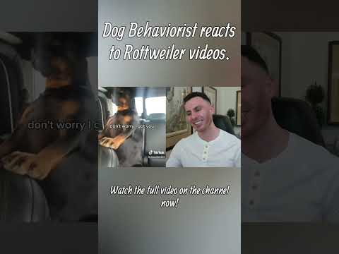 Dog trainer reacts to Rottweiler videos part 1 #rottweiler #dogs #dogtraining