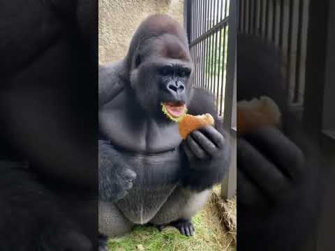 Orangutan eating a burger #wildlife #cute