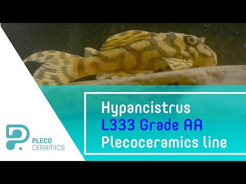 Hypancistrus L333 Grade AA Plecoceramics line Hello everyone! As you know, the goal of our farm is to popularize plecos. Especially for this, we m