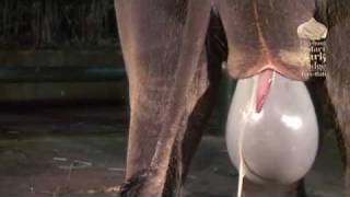 Baby Elephant Birth in Bali's Mason Elephant Park & Lodge - YouTube