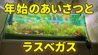 年始の出来事～ラスベガスの水族館、CES、など