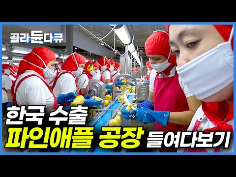 신기하고 재밌는 글로벌 기업의 압도적인 식품 대량생산 공장 들여다보기│한국으로 수출하는 과일 통조림 만드는 과정│수확에서 가공 수출까지! 필리핀 파인애플 농장│극한직업│#골라듄다큐