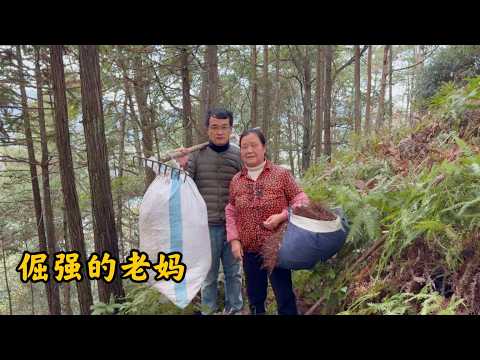 前几天连着下雨，山路又湿又滑，天气刚放晴，倔强的老妈又独自一个人上山捡松毛了，我们都很担心…以前也叮嘱妈妈不要一个人上山，她就是不听，总是闲不住
