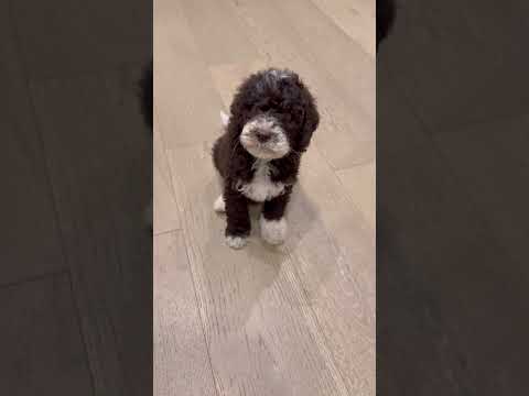 Teddy bear or puppy?! Hopper was the cutest bear 🐻