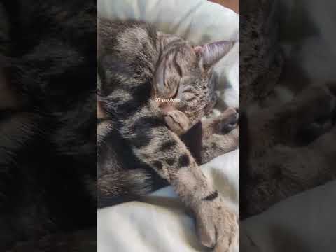 🫶😻 #chat #chatdrole #chatmignon #cat