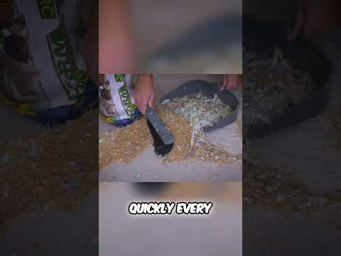 How much dander does a budgie flock actually produce #parrots #budgies #shorts