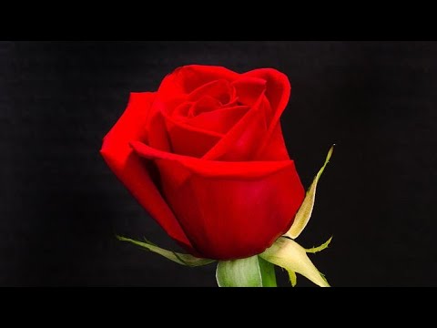 हर किसी की किस्मत हर वक्त साथ नहीं निभाती !!!राधे राधे जय माता दी