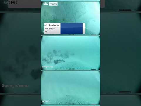 Sea lion cam reveals seabed