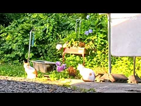猫の動画サムネイル - 野良猫とちろ