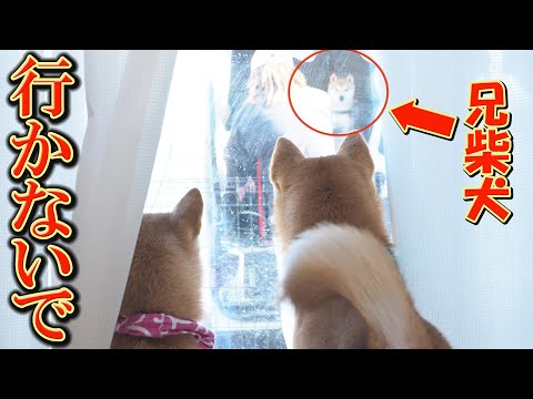 家族がバラバラになり、大好きなワンプロさえ出来なくなる妹と弟柴犬・・・