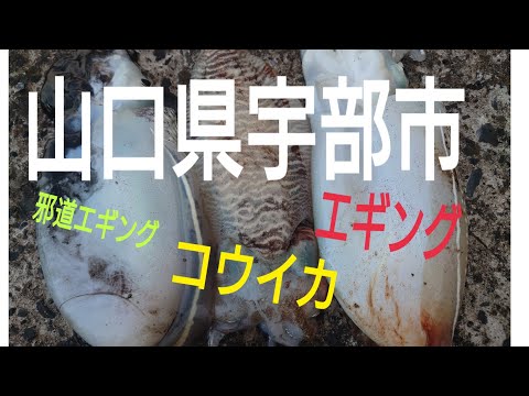 【山口県宇部市】甲烏賊エギング【邪道】