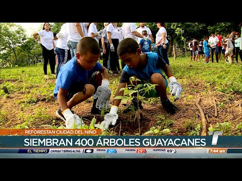 TRVerde: Siembran 400 árboles guayacanes en jornada de reforestación