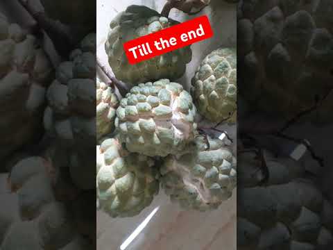 #माझ्या परसबागेतील झाडाचे  पिकलेलेसिताफळ #तोडले आणीखाल्ले#pureorganic#स्वता लावलेल्या झाडाचे सिताफळ