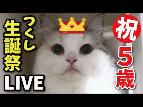 【生配信】つくしが5歳の誕生日を迎えたので盛大にお祝いします!!!!【関西弁でしゃべる猫】【猫アテレコ】