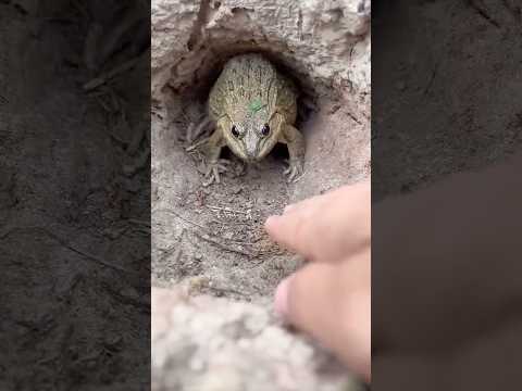 Godain kodok #riaab22 #trending