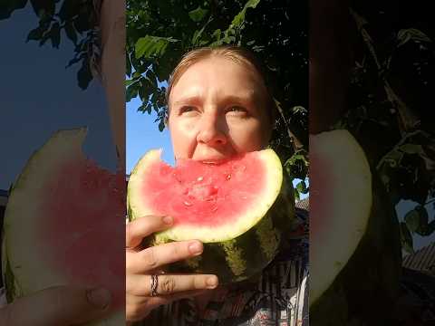 КАВУНИ від Молодої Ферми🥰#farming
