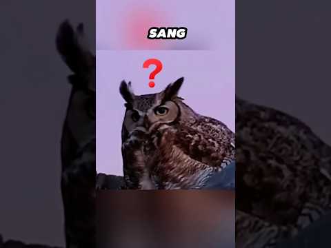 Elang vs Burung Hantu – Pertarungan Dua Raja #faktaunik #shrots