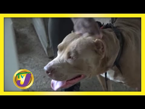Will The New Dog Act Have more Teeth: TVJ All Angles - November 18 2020