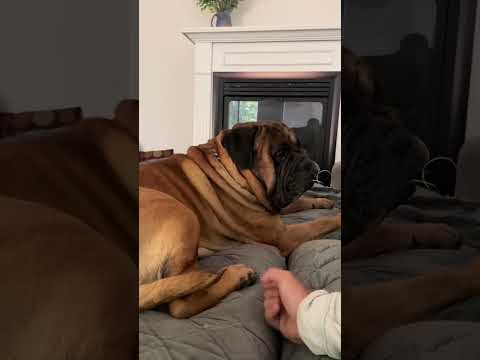 Funny and cute dogs compilation#funnydogs#cute#doglover#doglife#cure#dogshorts#pet#doglife#dogshorts