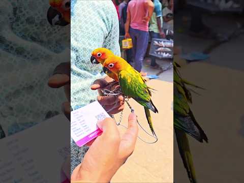 মিরপুর ১ পাখির হাটে সান কনিউর পাখির দাম কত? | Sun Conure Price in Bangladesh 2026