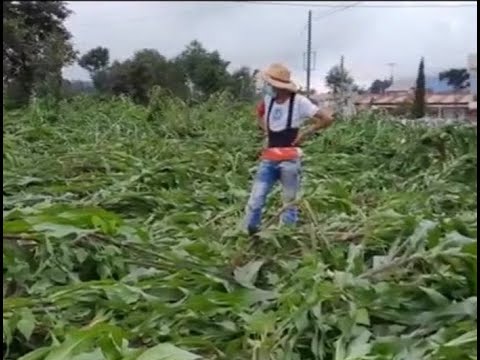 Lluvias ocasionan daños en cultivos de maíz y frijol