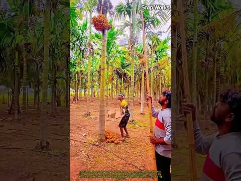 고공 장대 커팅과 낙하 포획을 활용한 빈랑 열매 정밀 수확 공정 #worker #process #arecanut #palmharvest #fieldwork