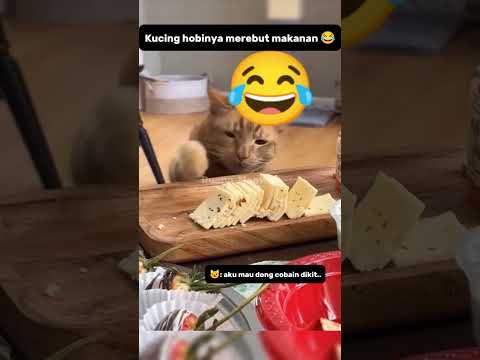 Kucing hobinya rebutan makanan 😂#shorts #kucing #catlovers #pets #funnycats #shortsvideo