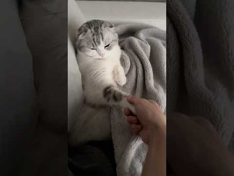 猫の動画サムネイル - 😽🤝 #cat #猫