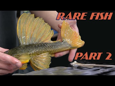RARE FISH IMPORT UNBOXING *PART 2* LUTEUS PHASE 2 Even more rare plecos and fish! 

🐟Thank you for watching and be sure to check out https_//www.ou