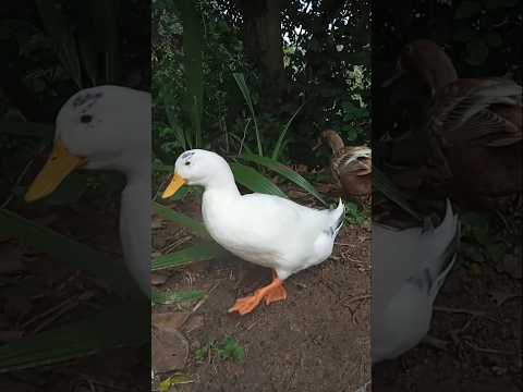 #duck #birds #animals #shorts #viral #youtubeshorts #shortvideo #viralvideo #village