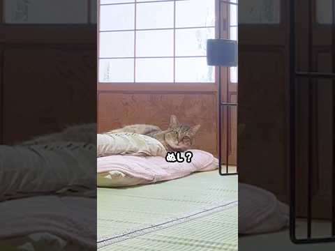 隣で寝てるはずのお母さんが居ない事に気付いた元野良猫の鳴き声が切なすぎた…泣 #元野良猫 #鳴き声 #甘えん坊