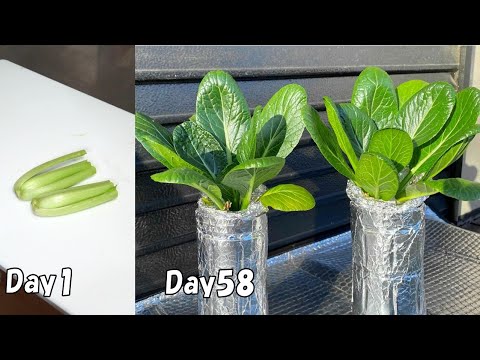 ペットボトルに小松菜の切れ端(根元)を植えたら100枚以上収穫出来た / How to harvest a lot leafy greens from vegetable scraps.