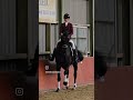 Cheval de dressage Mayor - Talentvol paard v. Ferdeaux
