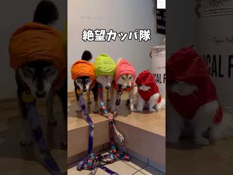 落ち込む柴犬たちの癒し動画｜かわいさあふれる瞬間をご紹介 サムネイル