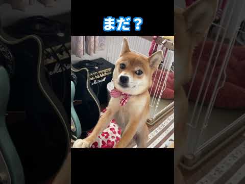 ご飯の催促 #神戸 #柴犬 #shiba #shibainu #癒し