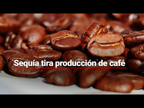 ¿Ya no habrá buenos días? Sequía tira producción de café en Veracruz