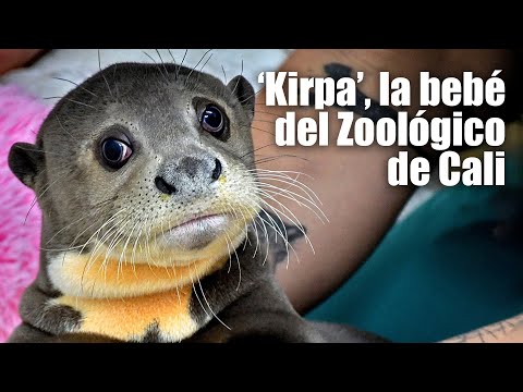 Kirpa, la nutria que es esperanza de vida en el Zoológico de Cali