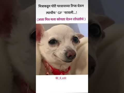 माझा मित्र..!!😂😂😂 #bappa #funny #cat #dogs #dog #shortsfeed #shortvideo #ternding #new #comedy