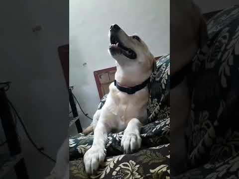 AMMAVA ADIKATHE !!! #dogshorts #funny #dogvideos #labrador #lablove #pets #cutedogs #husband #wife