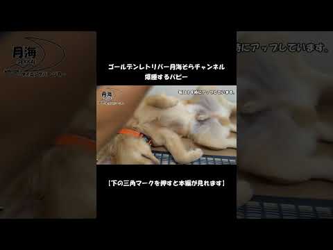 爆睡する犬【Golden Retriever japan】♯Shorts #パピー