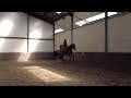 Show jumping horse Te koop 4 jarig springpaard Asca Z x Looping